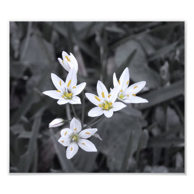 Cluster of Mini Flowers Macro Photo BW/Colour Prin (Front)