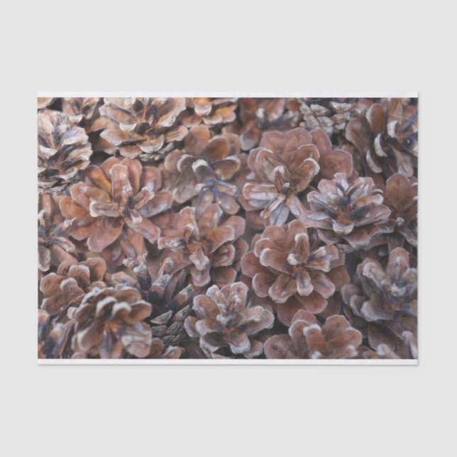 Cluster of Pine Cones Tissue Paper (Front)