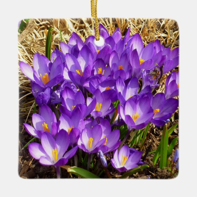 Cluster of Purple Crocuses Spring Floral Ceramic Ornament (Front)
