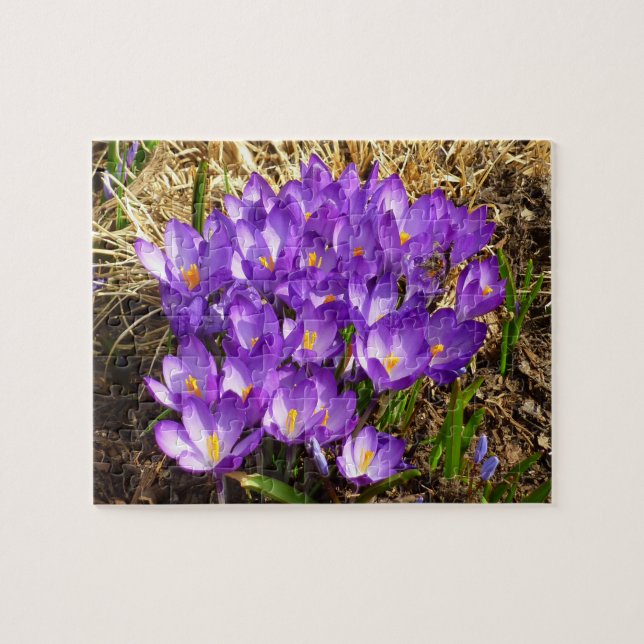 Cluster of Purple Crocuses Spring Jigsaw Puzzle (Horizontal)
