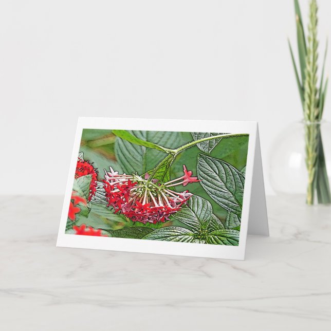 CLUSTER OF RED PENTAS LANCEOLATA /STAR FLOWER CARD (Front)