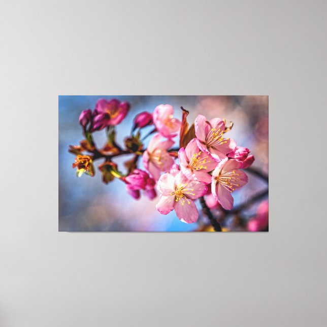 Cluster Of Sakura Cherry Blossoms In The Wind Canvas Print (Front)