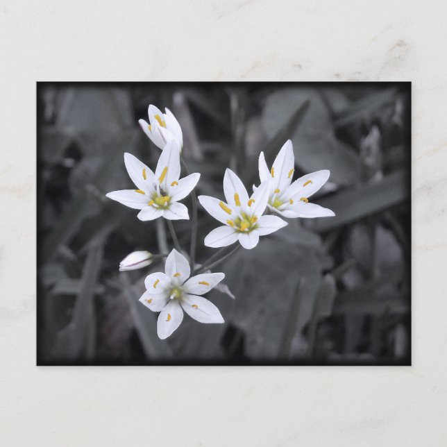 Cluster of Wildflowers Macro Photo Post card (Front)