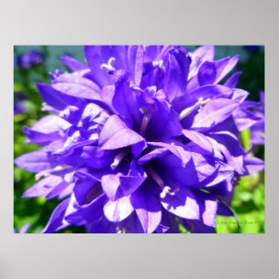 Clustered Bellflower (Campanula glomerata Superba) Poster