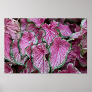 Clustered Pink Caladium Leaves Poster