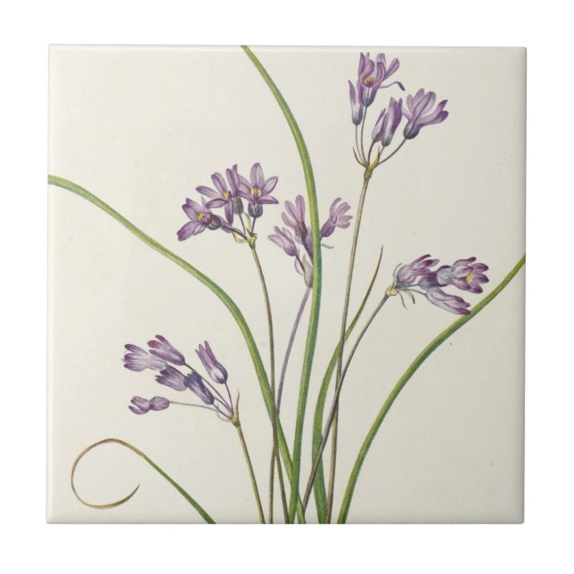 Clusterlily by Mary Vaux Walcott Tile (Front)