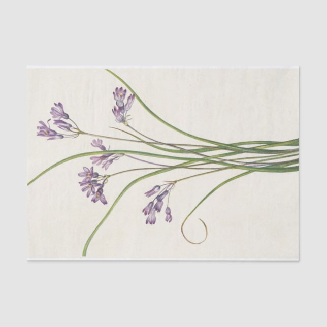 Clusterlily by Mary Vaux Walcott Tissue Paper (Front)