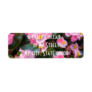 Clusters of Varying Shades of Pink Begonias