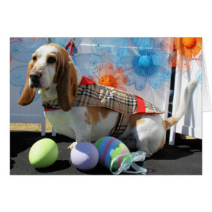 Clyde - Basset Hound -3
