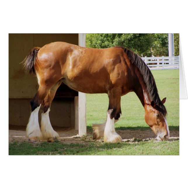 Clydesdale (Devant horizontal)