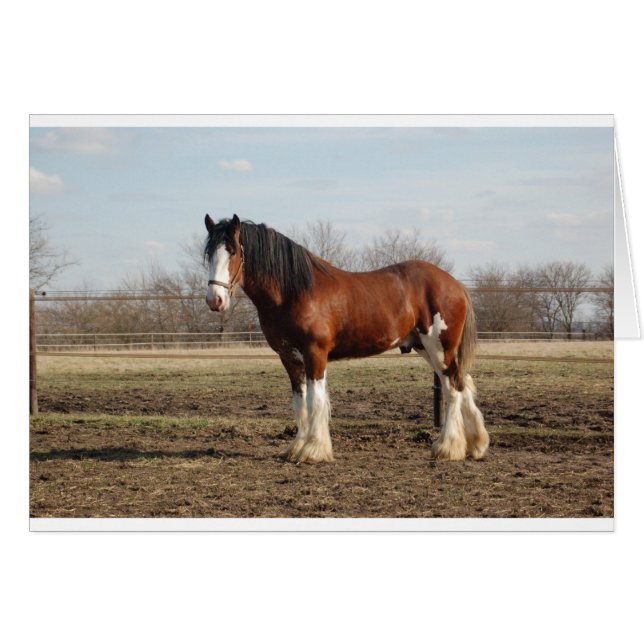 clydesdale (Front Horizontal)