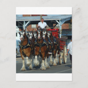Clydesdale 6 horse hitch postcard