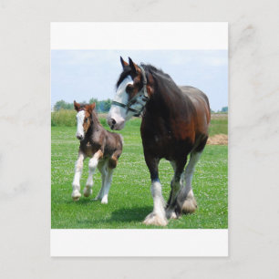 Clydesdale and Filly Postcard