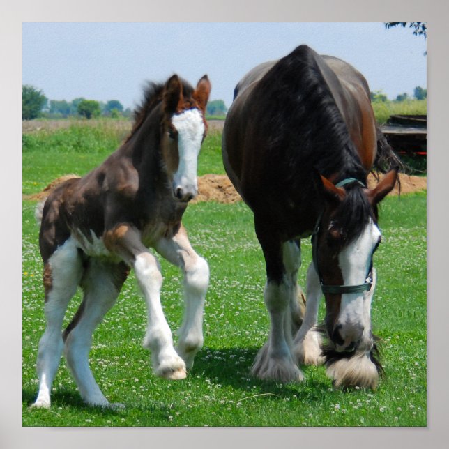 clydesdale and filly print (Front)