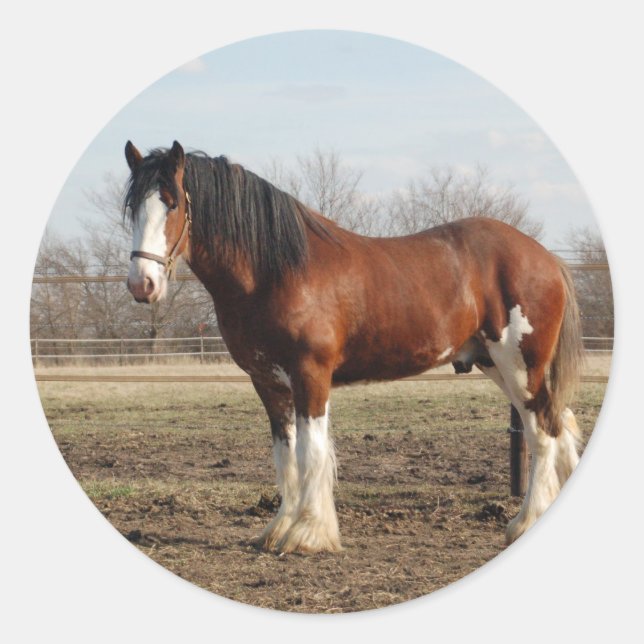 clydesdale classic round sticker (Front)