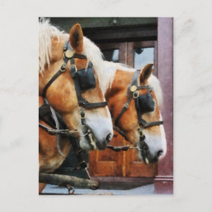 Clydesdale Closeup Postcard