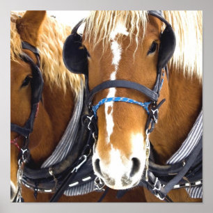 Clydesdale Draught   Horse Poster Print