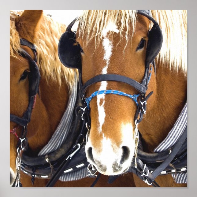 Clydesdale Draught   Horse Poster Print (Front)