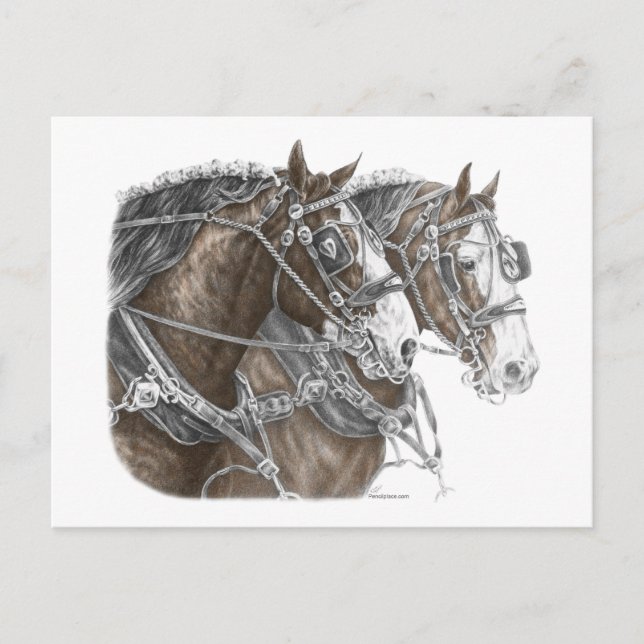 Clydesdale Draught Horse Team Postcard (Front)