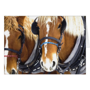 Clydesdale Draught Horses Card