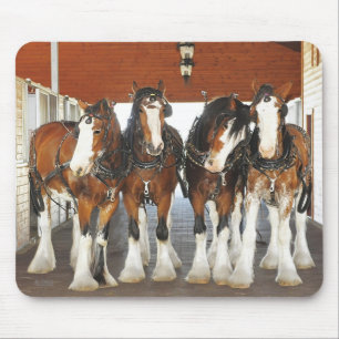 Clydesdale Draught Horses in the Barn Mouse Pad