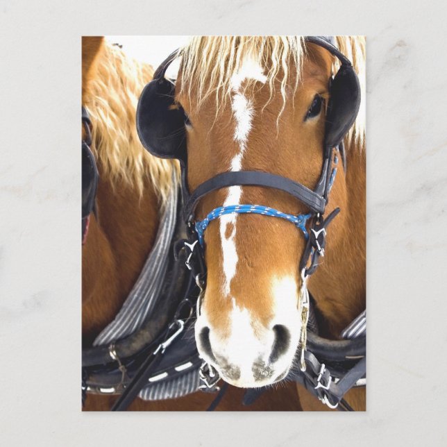 Clydesdale Draught Horses Postcard (Front)