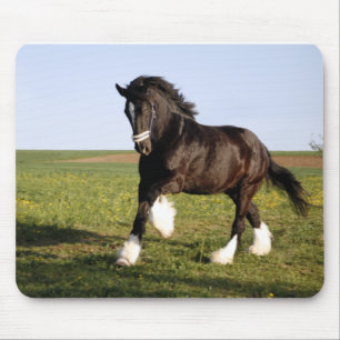 Clydesdale Horse  Mouse Pad