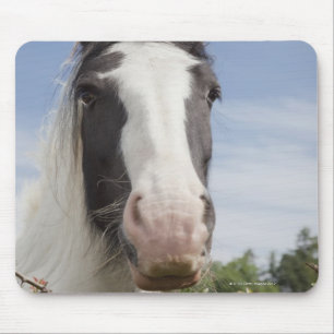 Clydesdale horse portrait mouse pad