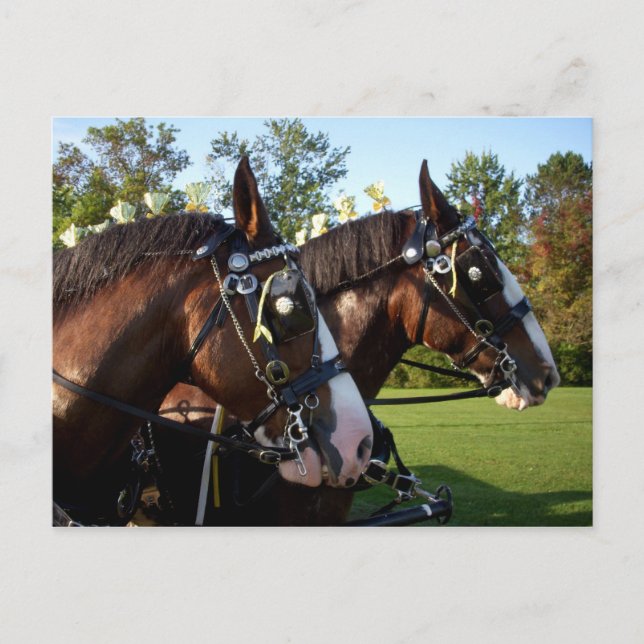 Clydesdale Horse Postcard (Front)