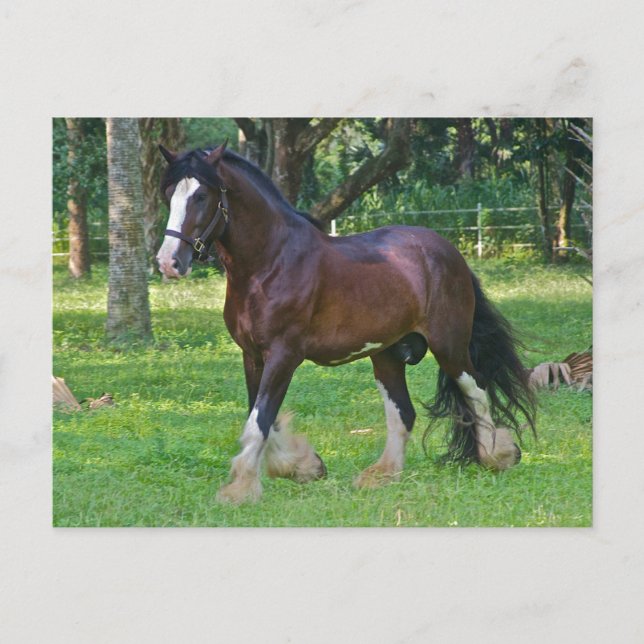Clydesdale Horse Postcard (Front)