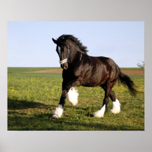Clydesdale Horse  Poster