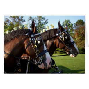 Clydesdale Horses