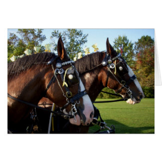 Clydesdale Horses