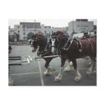Clydesdale Horses At Midtown Plaza in Elmira, NY