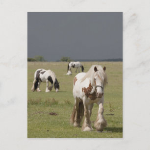 Clydesdale horses in a field, Northumberland, Postcard