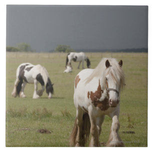 Clydesdale horses in a field, Northumberland, Tile