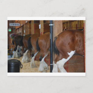 Clydesdale horses postcard