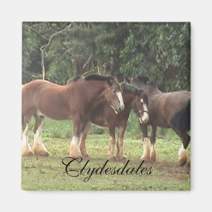 Clydesdale Magnet