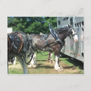 Clydesdale Postcard