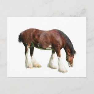 clydesdale postcard