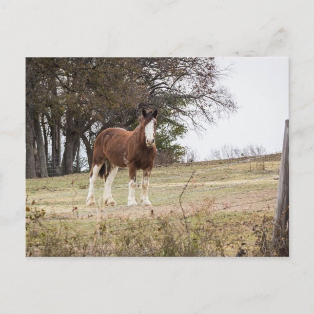 Clydesdale Postcard (Front)