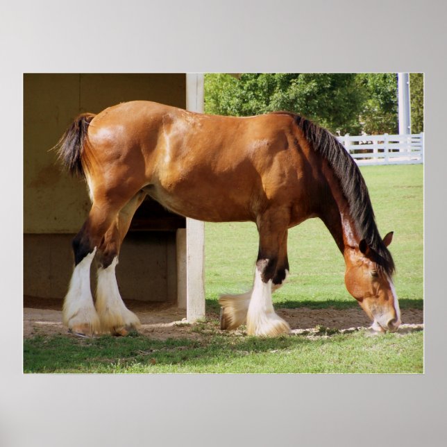 Clydesdale Poster (Front)