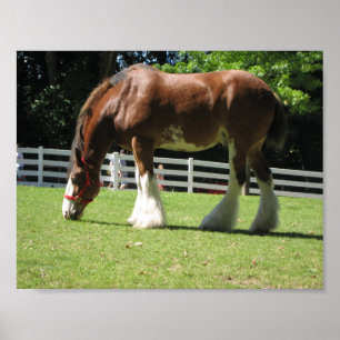 Clydesdale Poster