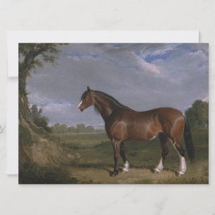 Clydesdale Stallion (Thoroughbred Horse) (Animal) Card
