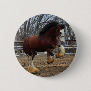 Clydesdale stud colt running 2 inch round button