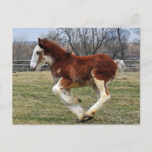 Clydesdale stud colt running postcard (Front)