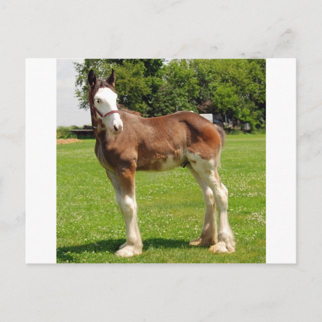 clydesdale stud postcard (Front)