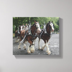 Clydesdales Pulling Carriage Canvas Print