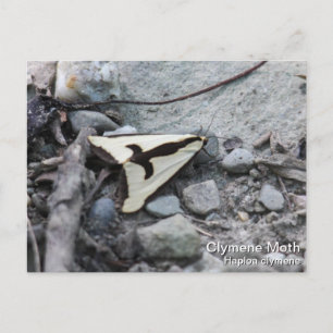 Clymene Moth Postcard