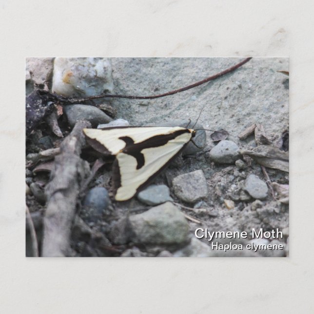 Clymene Moth Postcard (Front)